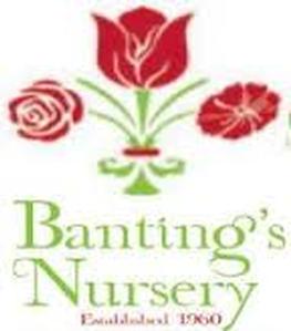 Plant & Urn from Banting Nursery