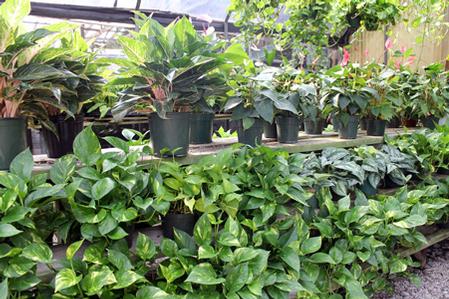 Plant or Gift Card from Harold's Indoor & Outdoor Plants