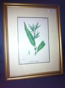 1864 Antique Botanical Framed Print