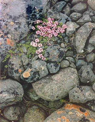 Pinks on  a Glacial Moraine