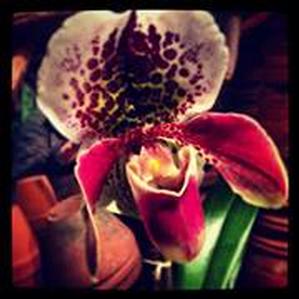 Beautiful Orchid from Sag Harbor Florist