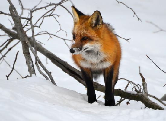  Fox in Snow