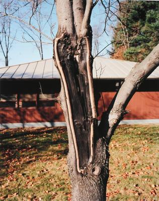 Jonathan Gitelson, Vagina Tree