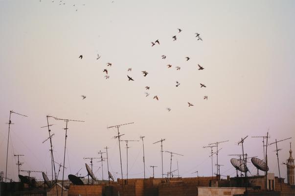 Kenneth Jarecke, Birds/Antennas