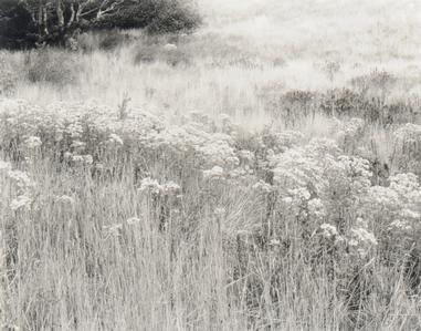 Nicholas Callaway, Untitled (field grass)
