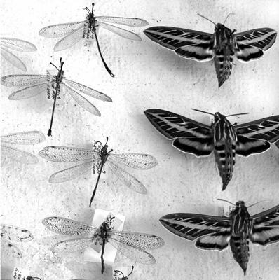 Shelby Graham: Specimens Moths