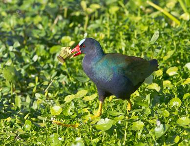 Purple Gallinule Bird Photograph Matted and Framed
