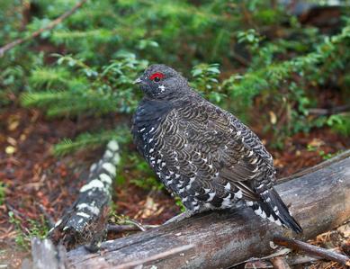 Spruce Grouse Bird Photograph Matted and Framed