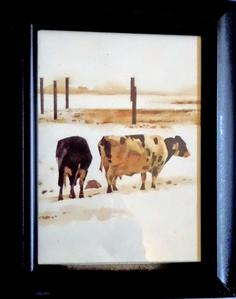 Old Cold Cows