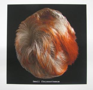 Chrysanthemum - Martha Wilson, 2009