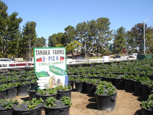 Tanaka Farms Seasonal Tours