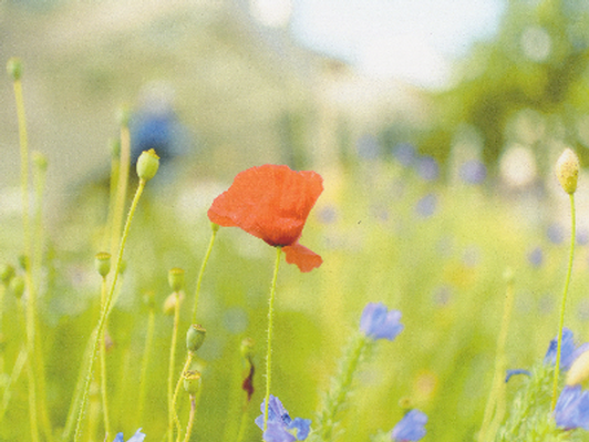 Wildflowers, 2015