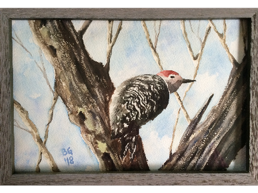 Red-bellied Woodpecker, 8x12 original watercolor