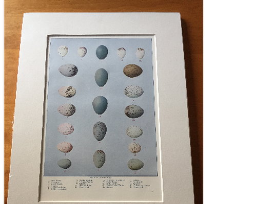 Print of bird eggs