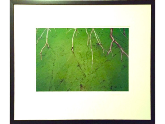 “Duckweed and Branches, Oct., 2000, Baker Wetlands, Douglas Co., Kansas.”