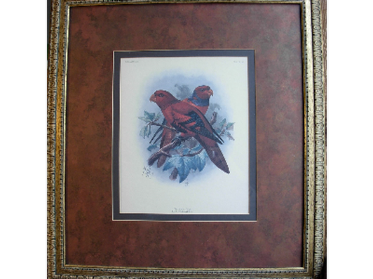 Pair of framed Loridae bird prints