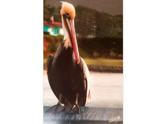 Framed Photography - Pelican