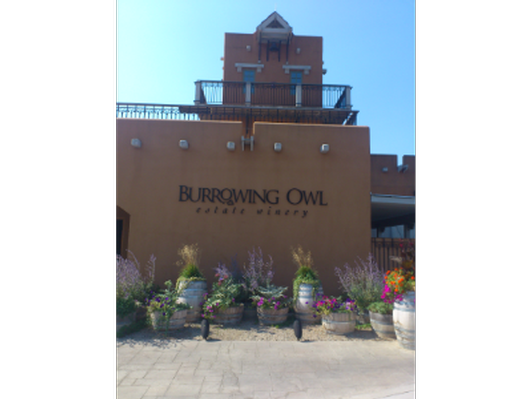 Burrowing Owl Splendor