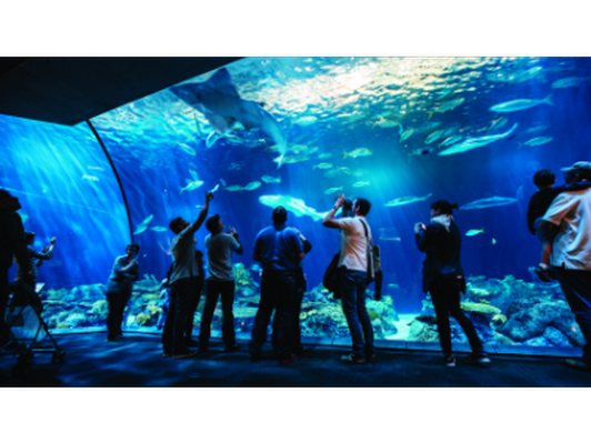 Under the Sea at the Shedd Aquarium