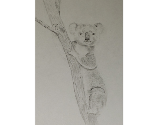 Graphite Koala Drawing