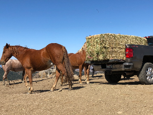 Provide Hay for one horse for one month