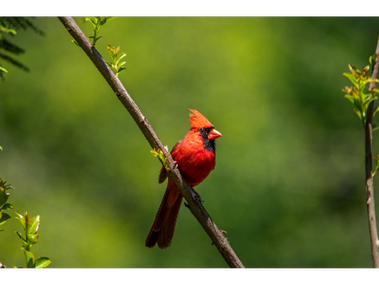 Framed Photo of a Cardinal