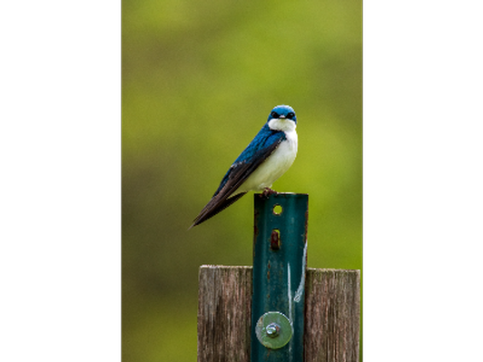 Framed Photo of a Tree Swallow