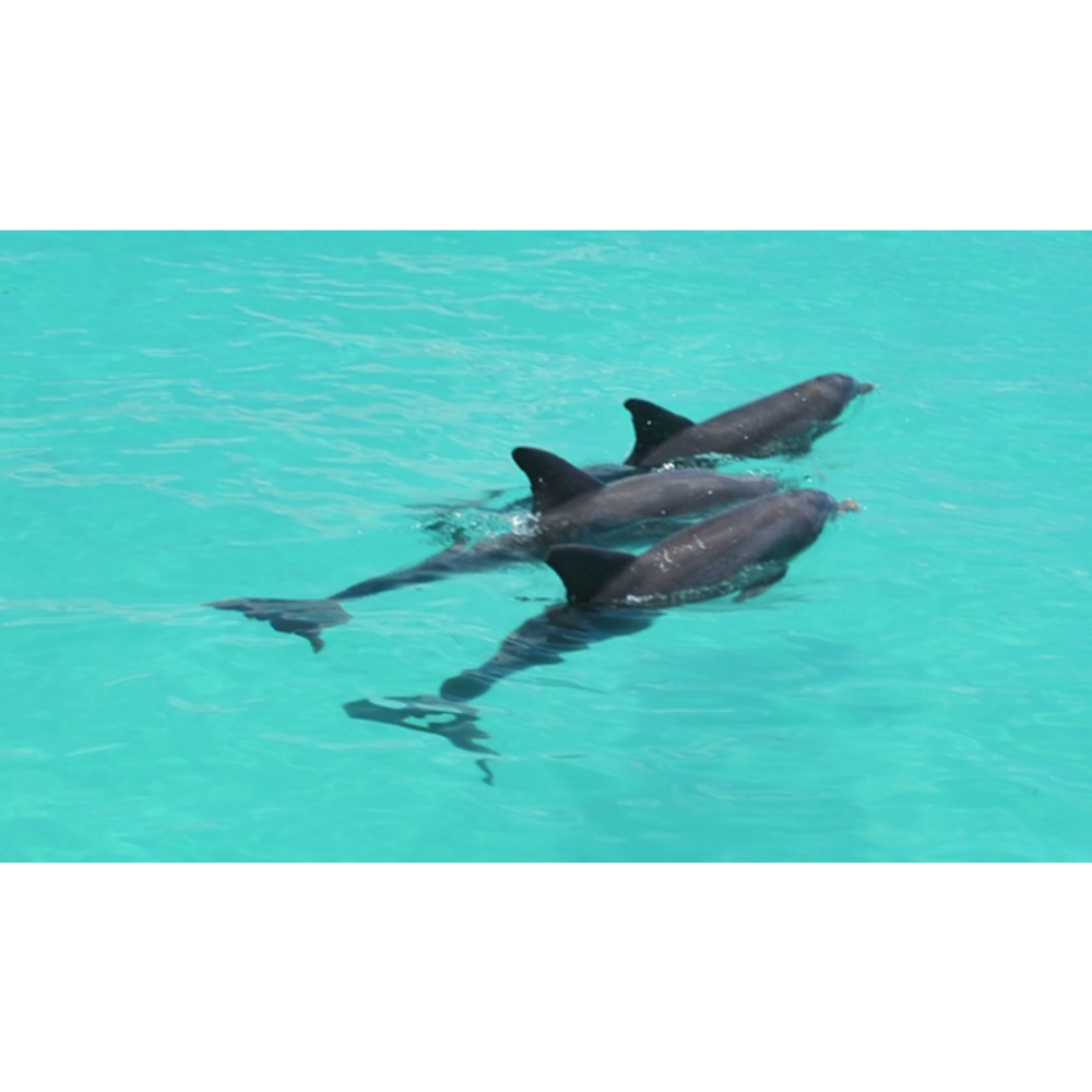 Dolphin Watch and Snorkel Trip