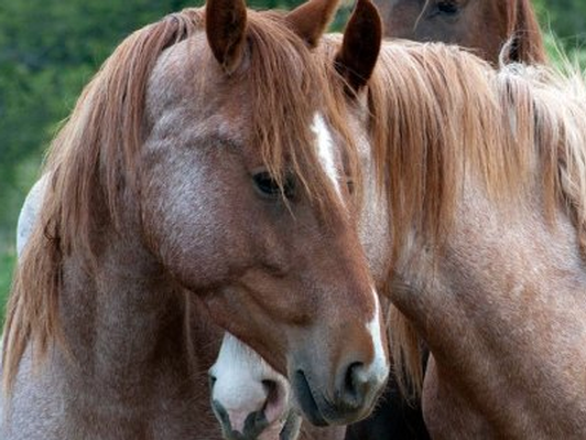 Provide Full Care (feed and vet) for two horses for 2 months