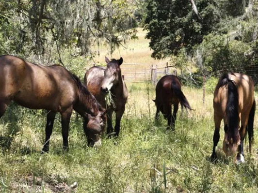 Provide Full Care (feed and vet) for four horses for 2 months