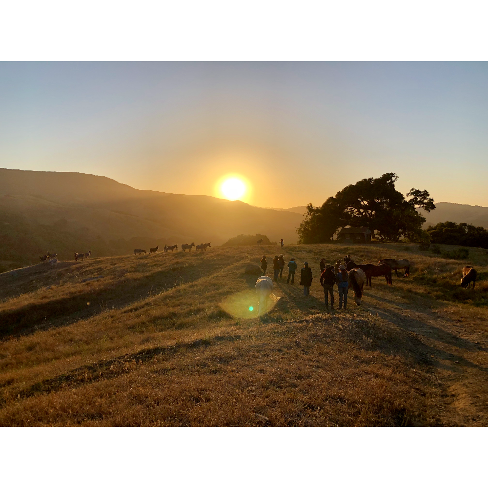 Private Dinner and Sunset Tour at Return to Freedom San Luis Obispo Sanctuary
