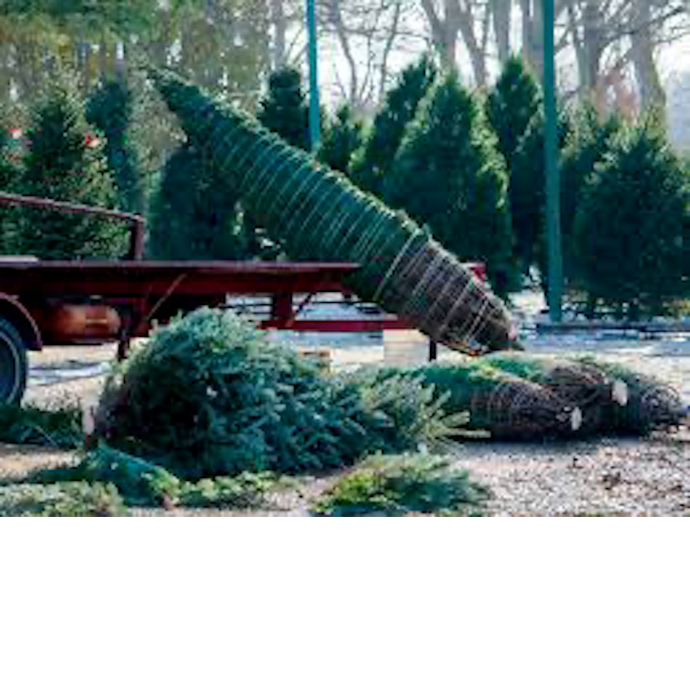 York Corner Gardens Fresh Balsam Christmas Tree - 5' to 7'