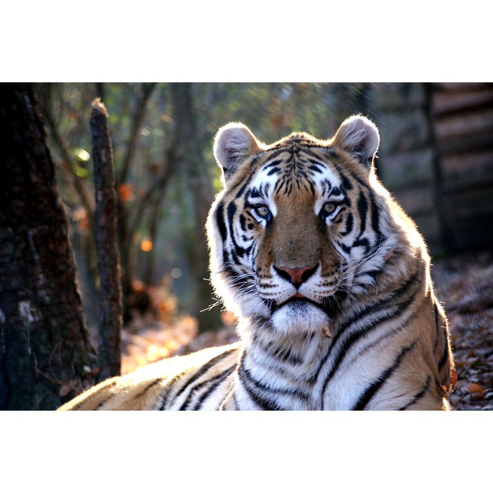 Private Tour of Carolina Tiger Rescue for 10