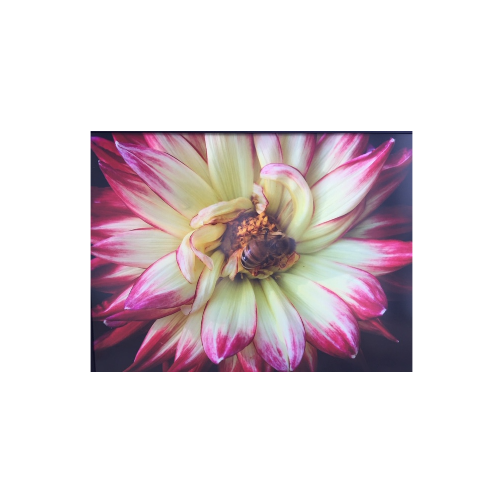 Bee and Dahlia Art