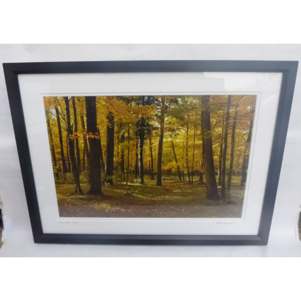 "Basewood and Maple in Autumn" Framed Photo