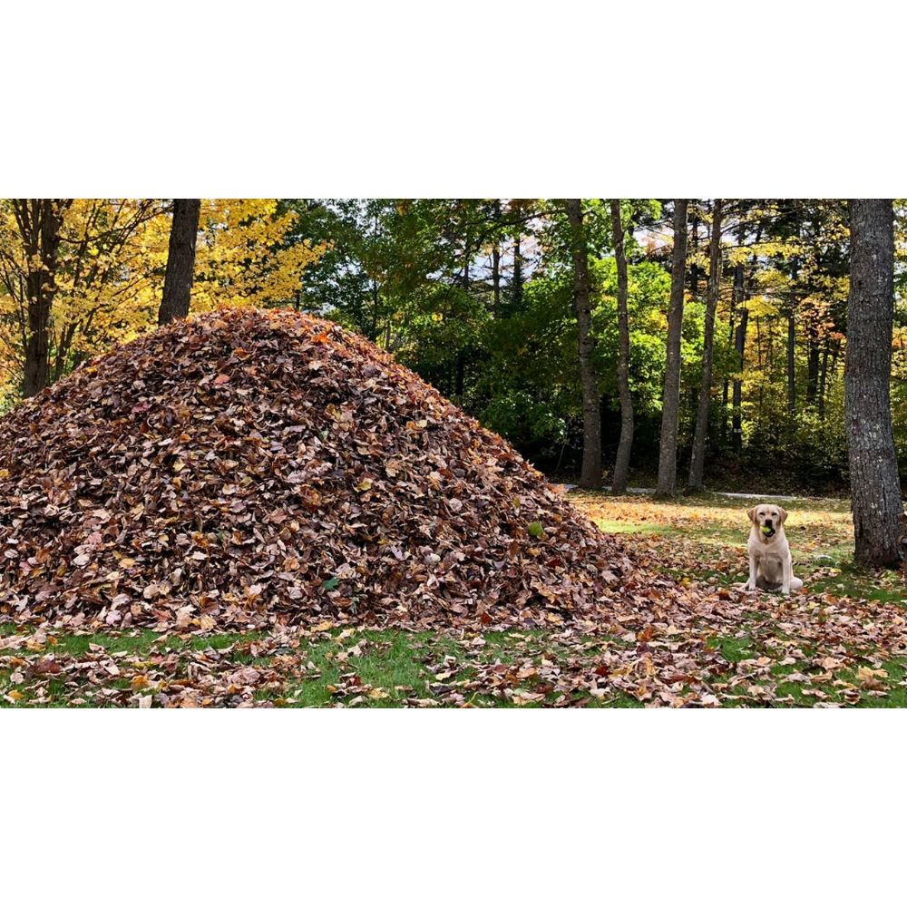 Fall Leaf Cleanup (up to 1 acre lot)