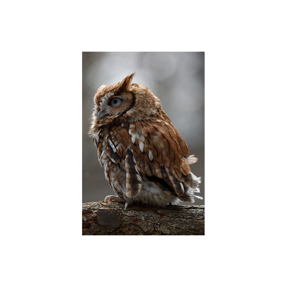 Naming Rights for the Screech Owl Enclosure - Dopey