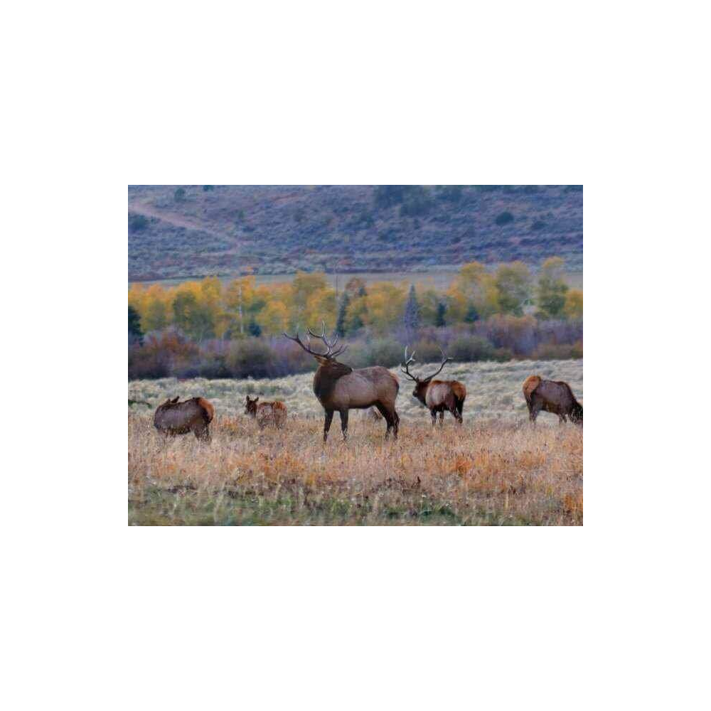 Guided Elk Hunt with Lodging