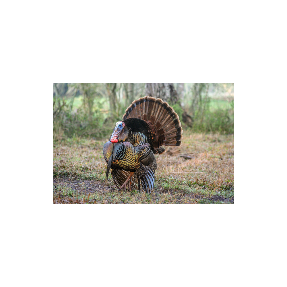 Guided Turkey Hunt and Lodging - Spring 2021