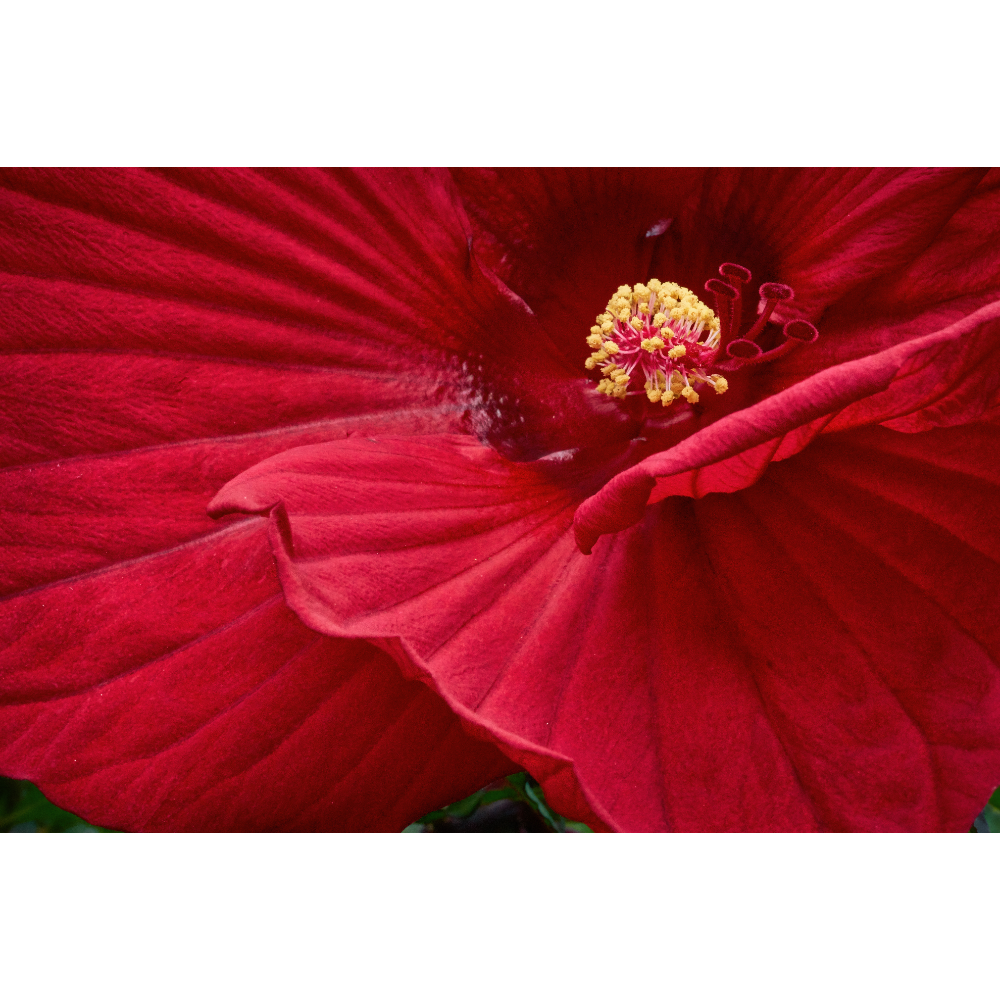 Red Hibiscus - 17x22 original photo