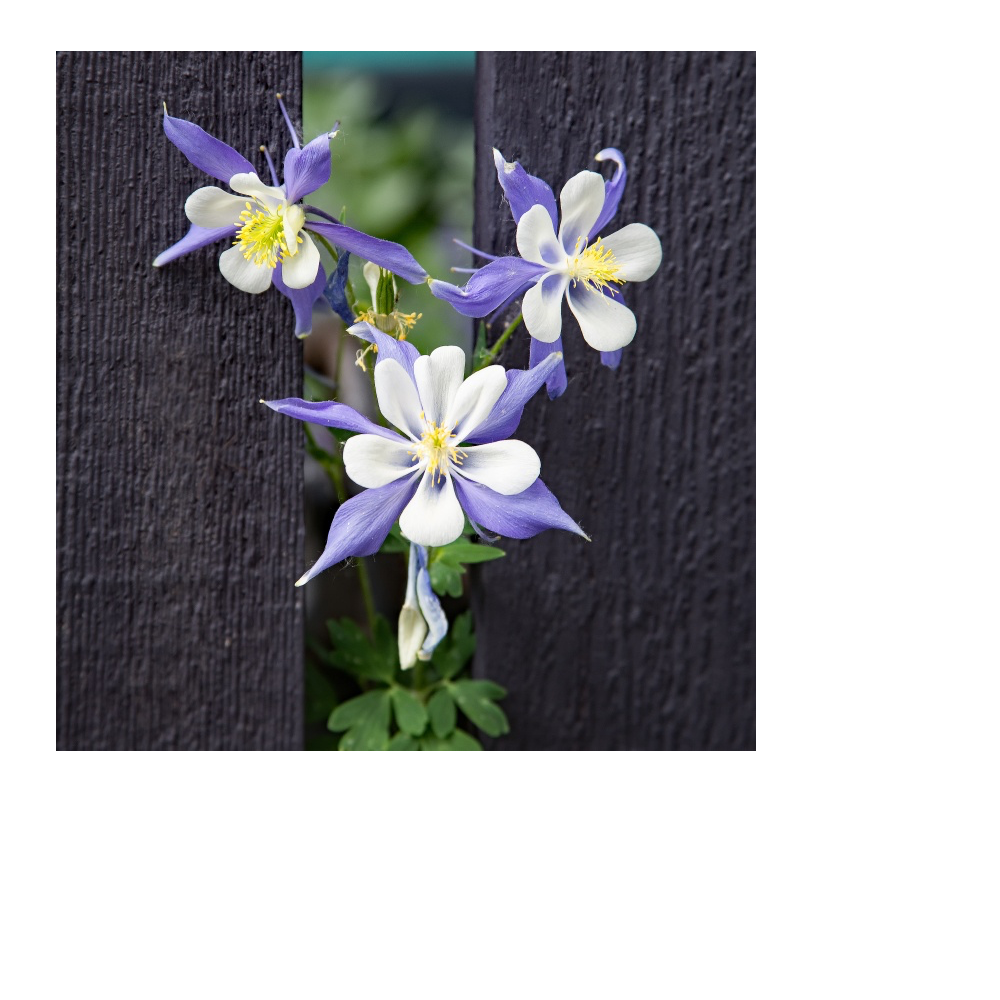 Crested Butte Columbines  by Dave Aldridge 