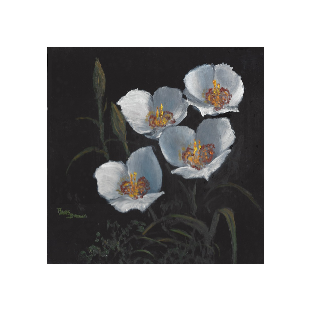 Sego Lillies  by Page Brown