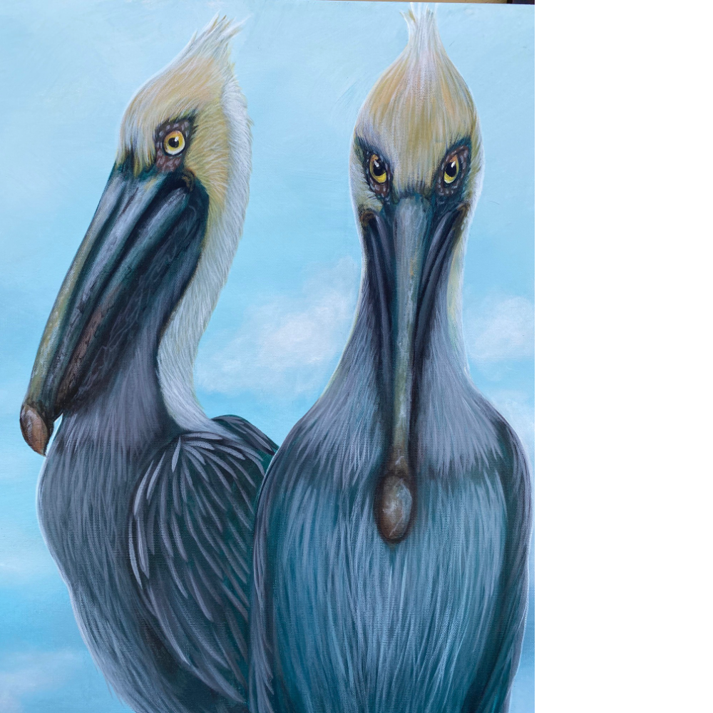 "Pelican Stare" acrylic on canvas