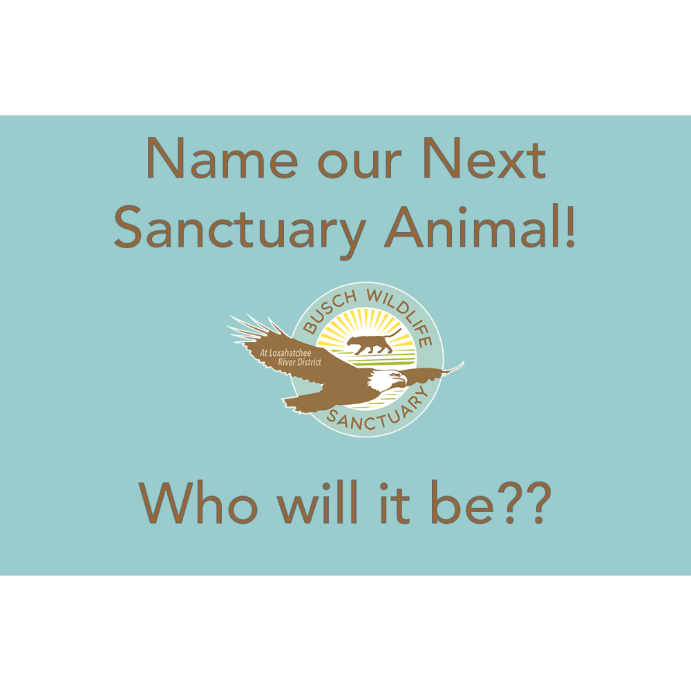 Name our New Sanctuary Animal