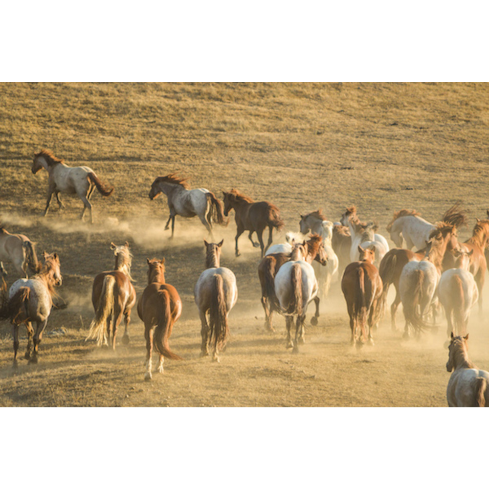 Return to Freedom's Wild Horse Defense Fund
