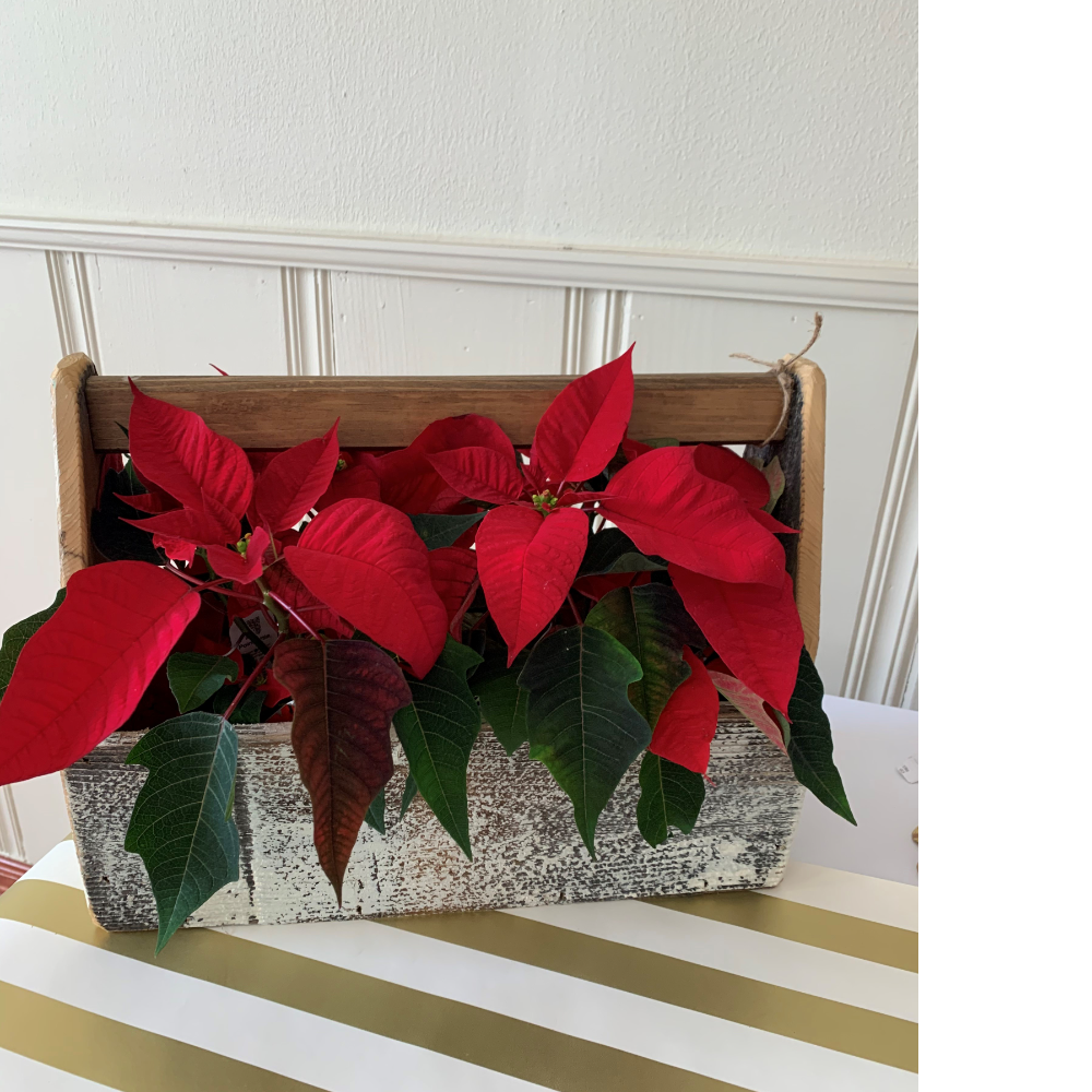 Rustic Wooden Box with Poinsettias