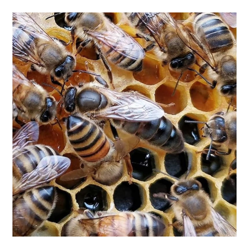 Locally mated queens