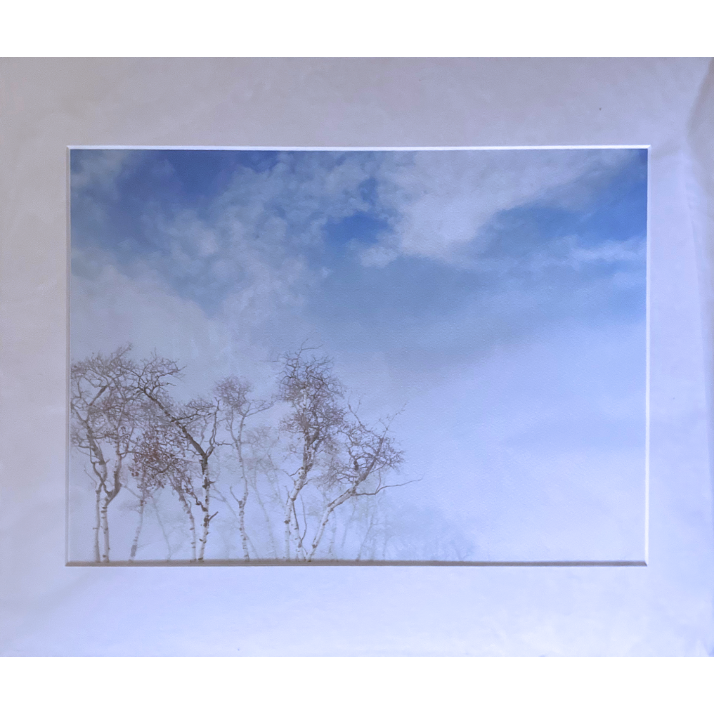 Birch and Sky (16x20)