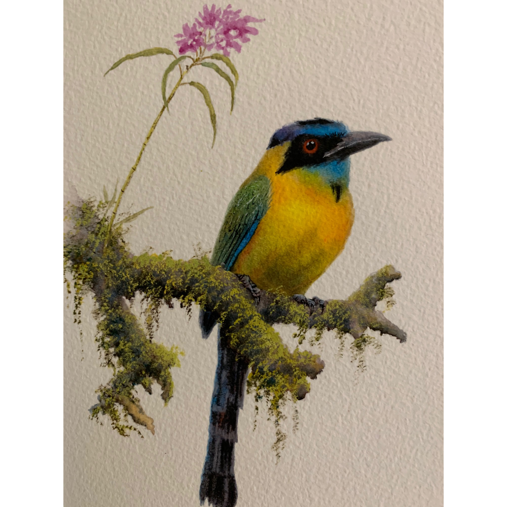 Painting, Andean Motmot