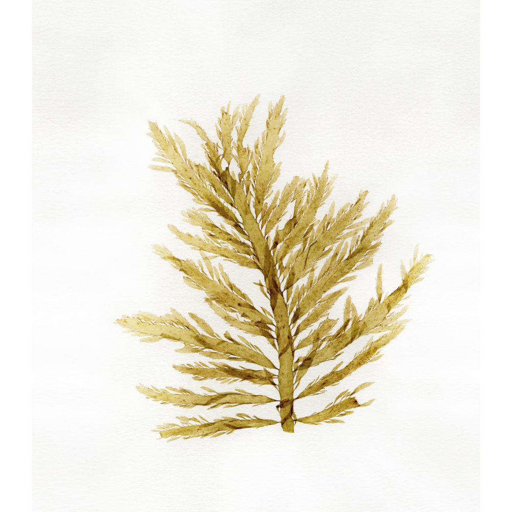 Pacific Seaweed Print by Maggie Chow